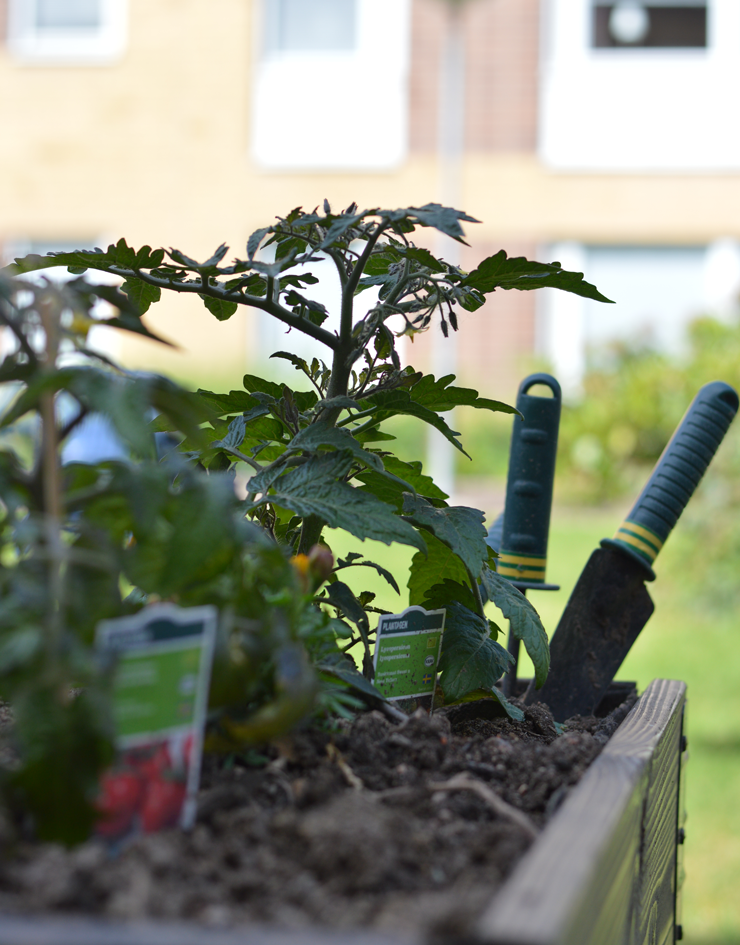 Pallkrage med odling på Tulegatan.