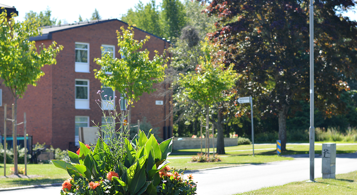 Grönskande plantering och träd framför ett tegelhus i Varberga